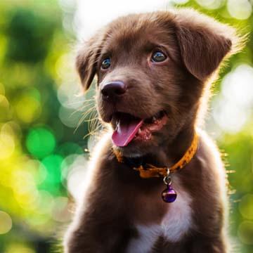 Hundewelpe Canines Herpesvirus