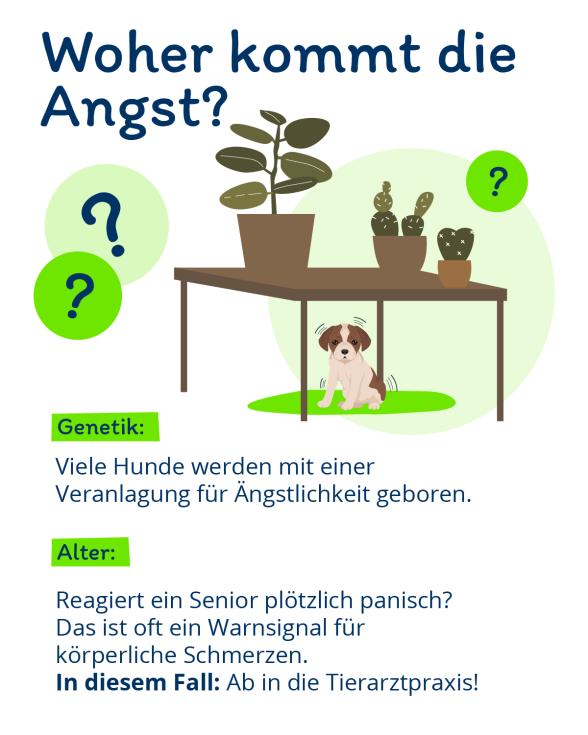 Infografik: Woher kommt Geräuschangst beim Hund