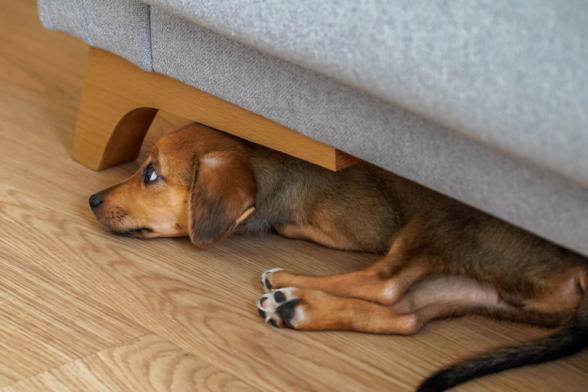 Hund versteckt sich unter dem Sofa und hat Geräuschangst