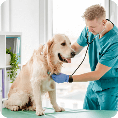 Hund bei der Herz-Vorsorgeuntersuchung beim Tierarzt
