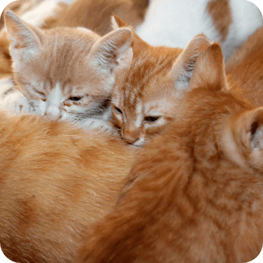 Katzenmutter beim Säugen. Kätzchen bekommen über das Säugen kurz nach ihrer Geburt Antikörper vom Muttertier.