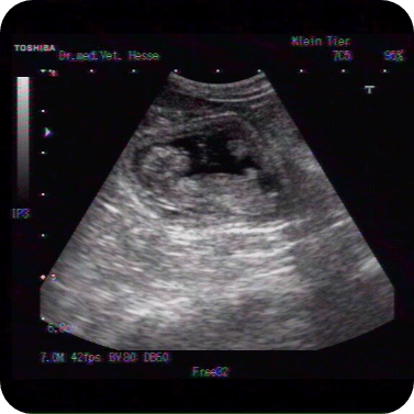 Ultraschallbild einer trächtigen Hündin.