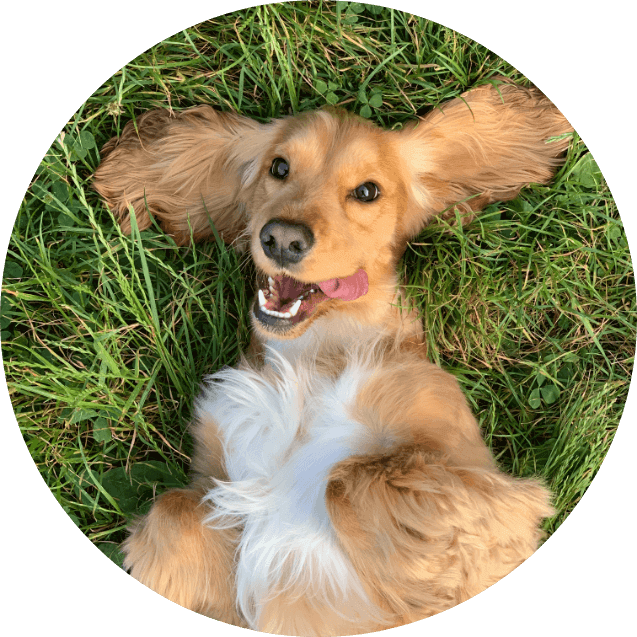 Gesunde Hunde sind glückliche Hunde - wie hier auf einer Wiese.