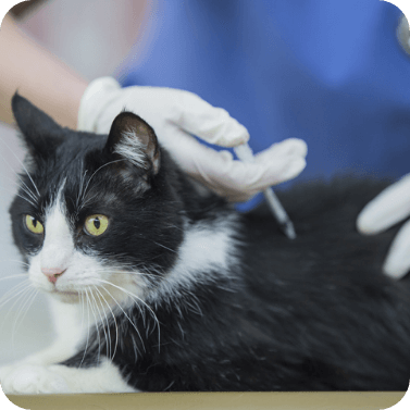 Impfungen bei Katzen: Katze erhält eine Impfung beim Tierarzt.