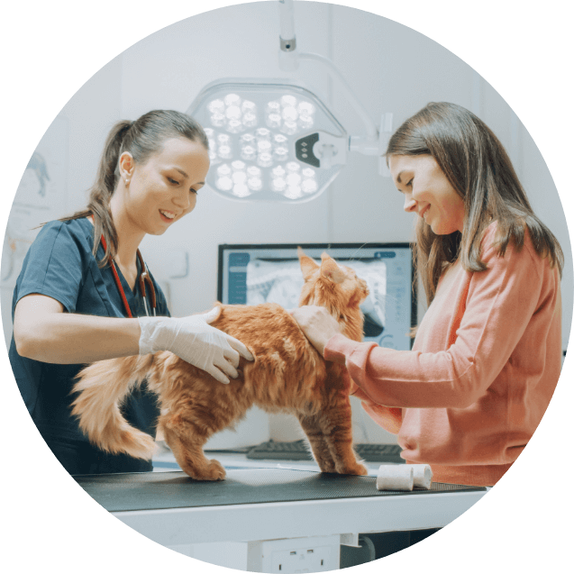 Katze beim Tierarzt. Frühzeitig erkannt, lassen sich viele Krankheiten gut behandeln.