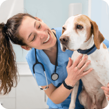 Hund erhält Impfungen gegen Zwingerhusten beim Tierarzt.