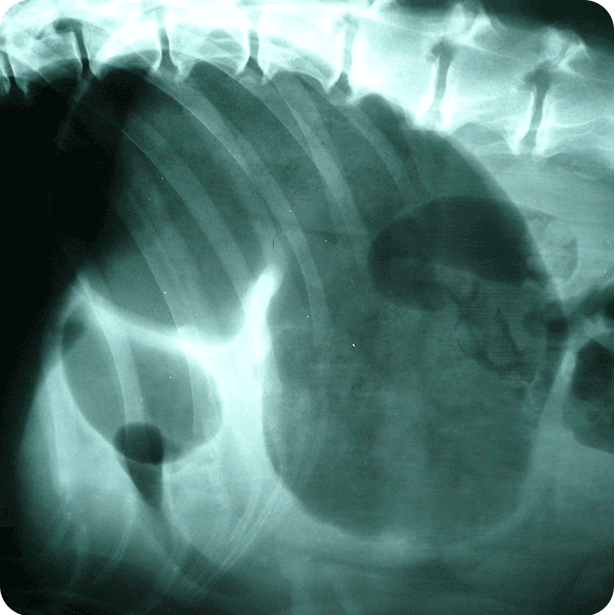 Magendrehung beim Hund Röntgenaufnahme