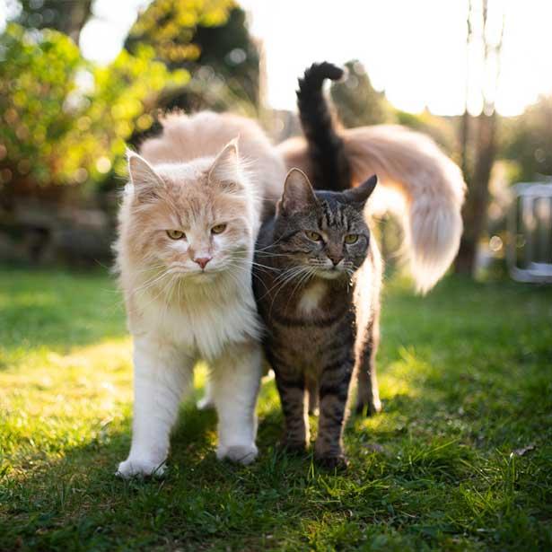 Ovulation kommt bei Katzen nur vor, wenn sie sich mit einem Kater paaren, so wird die Rolligkeit der Katze bekämpft. 