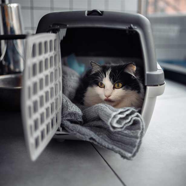 Katze in Transportbox zum Tierarzt.