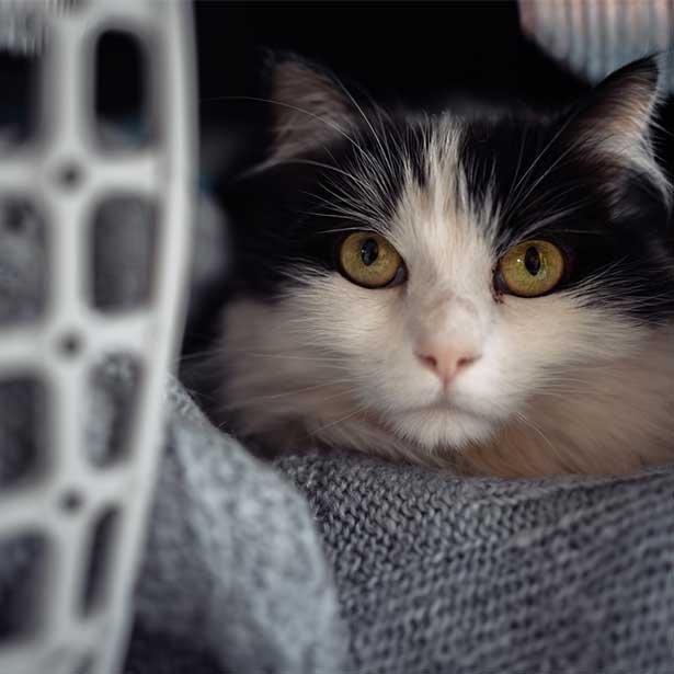 Katze in Transportbox von nahem auf dem Weg zu Tierarzt.