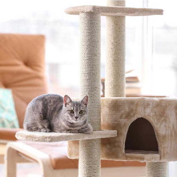 Europäisch Kurzhaar Katze auf Katzenbaum: Ideal für Hauskatzen