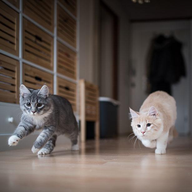 Kater und Kätzin rennen in der Wohnung: Welche Katze passt zu mir?