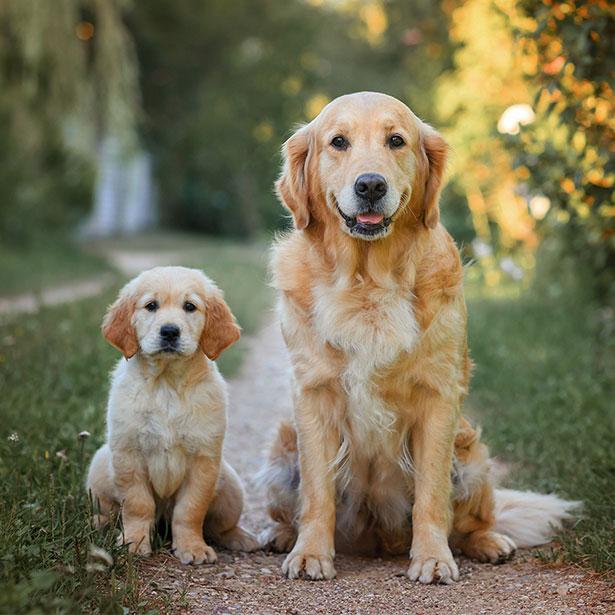 Gold Retriever Welpe und erwachsener Hund